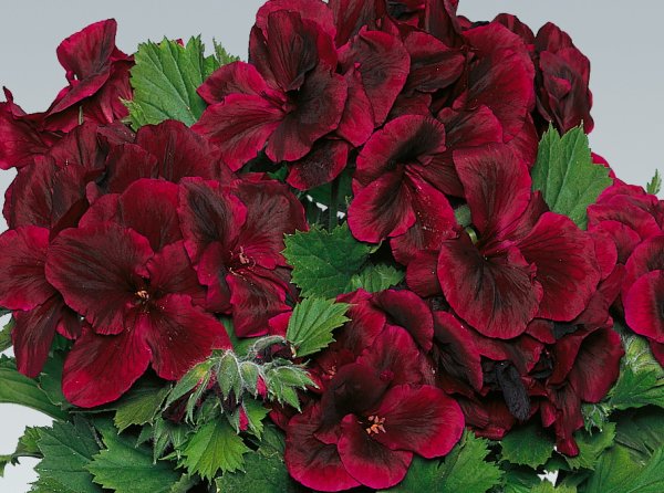 ANGLICKÝ MUŠKÁT ČERVENÝ -  „CANDY FLOWERS DARK RED“