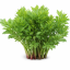 LIBEČEK LÉKAŘSKÝ - LEVISTICUM OFFICINALE