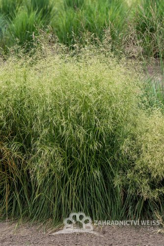 METLICE TRSNATÁ - DESCHAMPSIA CAESPITOSA TARDIFLORA