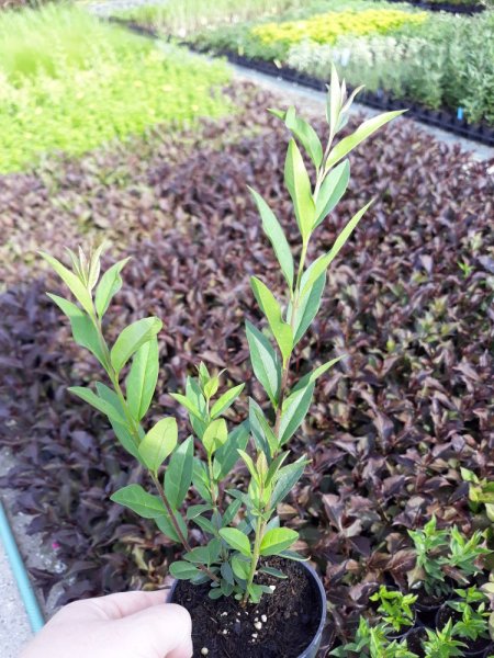PTAČÍ ZOB - LIGUSTRUM ZELENÉ