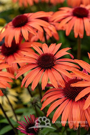 ECHINACEA SUNMAGIC VINTAGE ORANGE