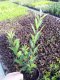 PTAČÍ ZOB - LIGUSTRUM ZELENÉ