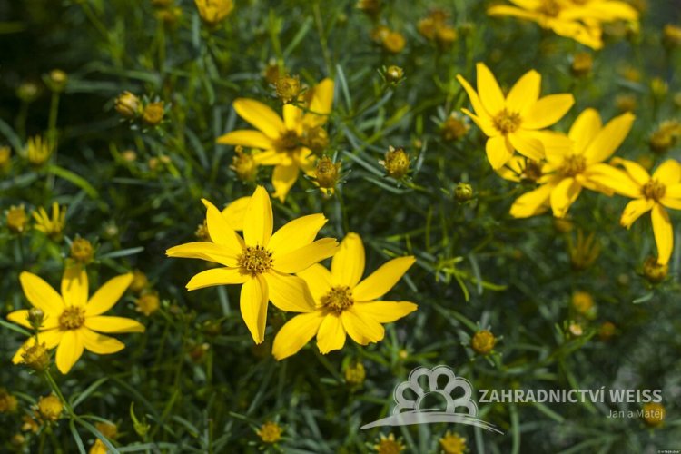 KRÁSNOOČKO - COREOPSIS VERTICILLATA ZAGREB