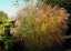 OZDOBNICE MISCANTHUS SINENSIS GRACIELLA