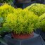 SANTOLINA  ROSMARINIFOLIA LEMON FIZZ - OLIVOVÁ BYLINKA
