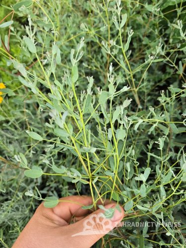 EUCALYPTUS SADA 5KS MIX DRUHY