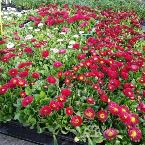 SEDMIKRASKA - BELLIS