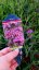 SPORÝŠ ARGENTÝNSKÝ – VERBENA BONARIENSIS LOLLIPOP