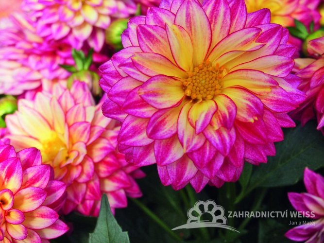 JIŘÍNA – DAHLIA HYPNOTICA TROPICAL BREESE