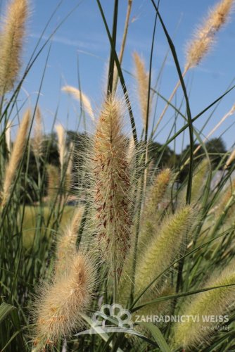 PENNISETUM ALOPECUROIDES LADY U