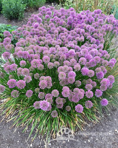 OKRASNÝ ČESNEK - ALLIUM HYBRIDA MILLENIUM