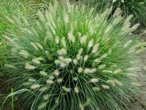 PENNISETUM HAMELN