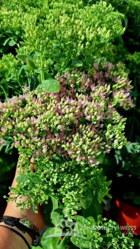 ROZCHODNÍK NÁDHERNÝ - SEDUM SPECTABILE BRILLIANT