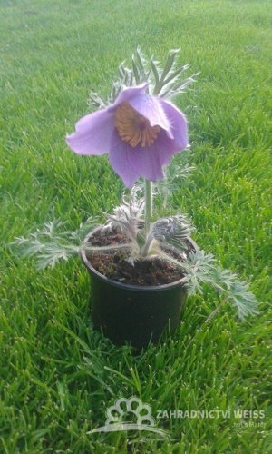 KONIKLEC FIALOVÝ - PULSATILLA VIOLET
