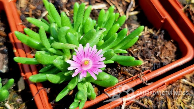 DELOSPERMA CULTIVARS LIDO PINK