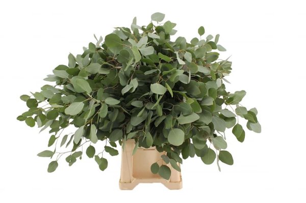 EUCALYPTUS POPULUS - SVAZEK
