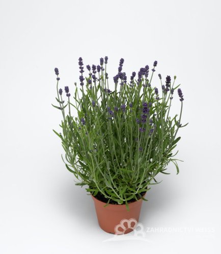 LEVANDULE LÉKAŘSKÁ - "BLUE SCENT"