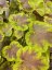 HEUCHERELLA x HYBRIDA SOLAR ECLIPSE