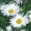 ASTRA PODZIMNÍ - ASTER MAGIC WHITE