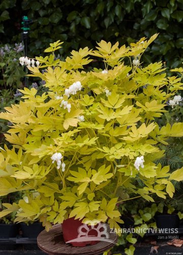 SRDCOVKA NÁDHERNÁ - DICENTRA WHITE GOLD