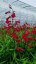 PENSTEMON ANDENKEN AN FREDERIK HAHN´(GARNET)
