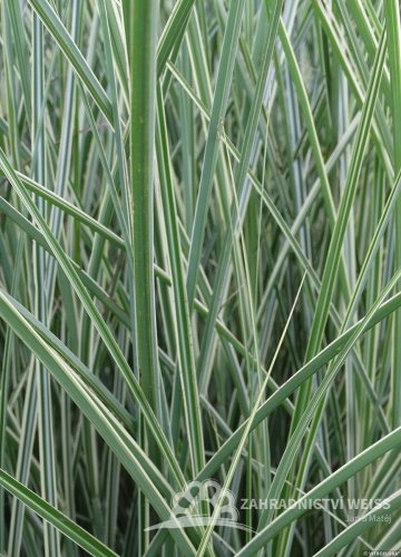 OZDOBNICE ČÍNSKÁ – MISCANTHUS SINENSIS MORNING LIGHT