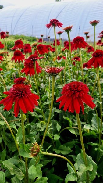 TŘAPATKA NACHOVÁ -  ECHINACEA "ECCENTRIC"