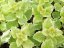 PLECTRANTHUS - MOLICE