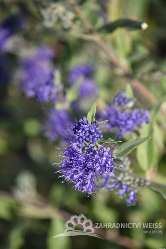 OŘECHOPLODEC - CARYOPTERIS CLANDONENSIS STERLING SILVER
