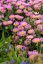 TURAN - ERIGERON GLAUCUS SEA BREEZE