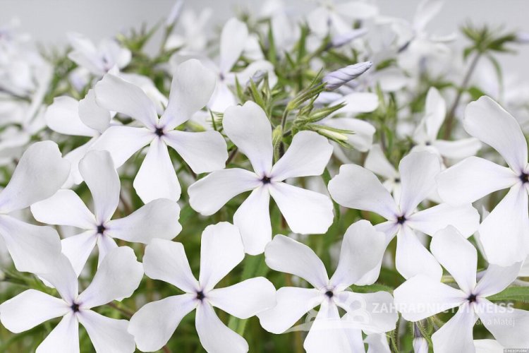 FLOX – PHLOX DIVARICATA WHITE PERFUME