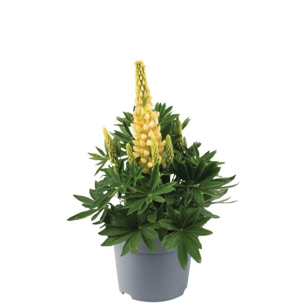 LUPINA ŽLUTÁ - LUPINUS POLYPHYLLUS LEGENDARY YELLOW SHADES