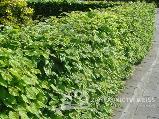 HABR OBECNÝ - CARPINUS BETULUS