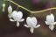 SRDCOVKA NÁDHERNÁ - DICENTRA SPECTABILIS ALBA