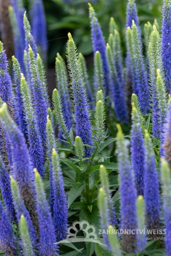 VERONICA SPICATA ULSTER BLUE DWARF