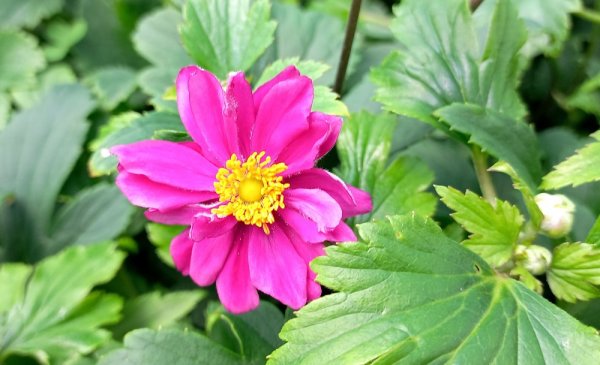 ANEMONE x HYBRIDA GARDEN BREEZE ROSY RED