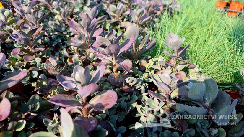SEDUM CAUTICOLA SUNSPARKLER PLUM DAZZLED