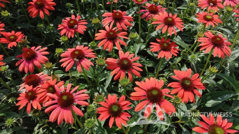ECHINACEA RED PEARL