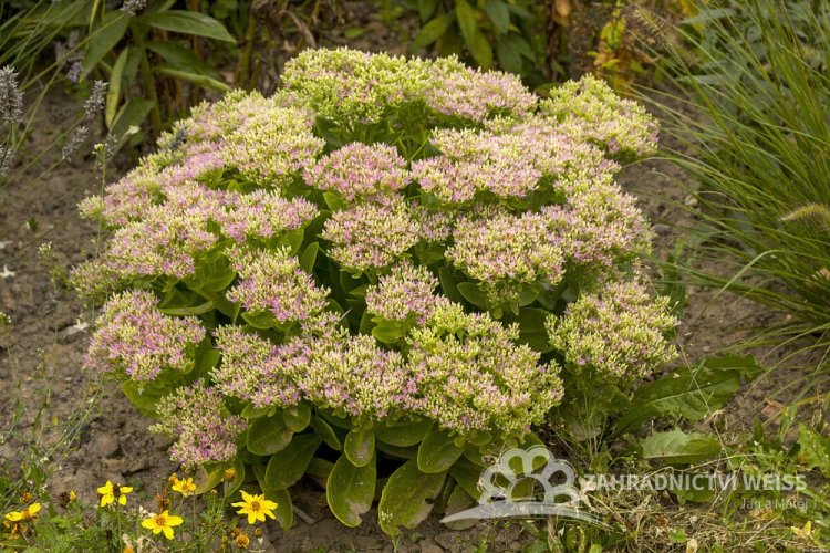 SEDUM SPECTABILE HOT STUFF