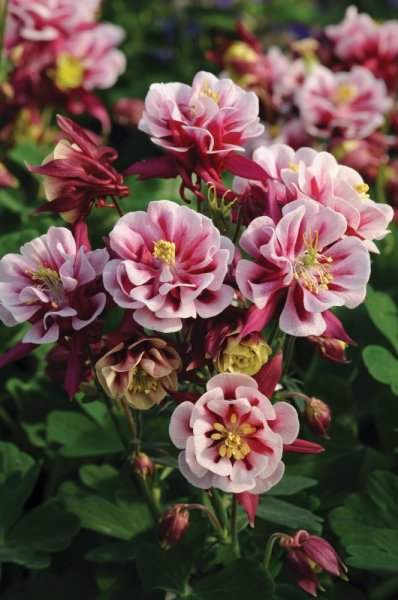 ORLÍČEK – AQUILEGIA VULGARIS WINKY DOUBLE RED WHITE