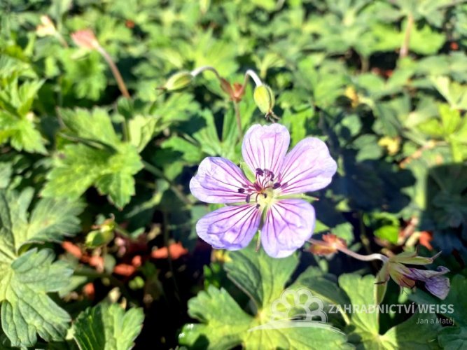KAKOST – GERANIUM BUXTON BLUE