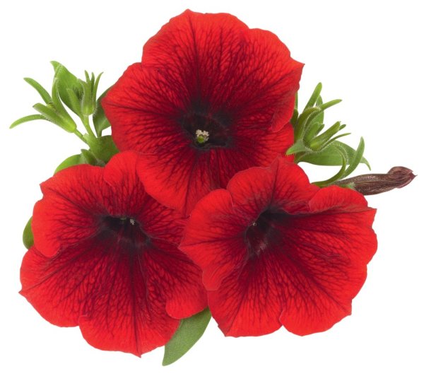 PETÚNIE - PETUNIA SWEETUNIA RED