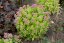 SEDUM SPECTABILE HOT STUFF