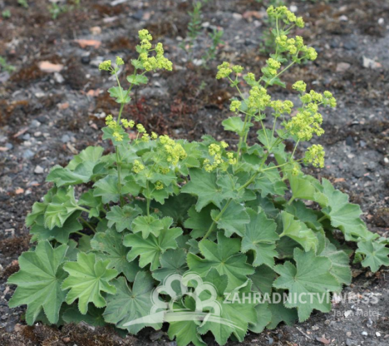 KONTRYHEL MĚKKÝ -  ALCHEMILLA MOLLIS AUSLESE