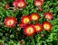 DELOSPERMA -  COOPERI JEWEL OF DESERT GRENADE