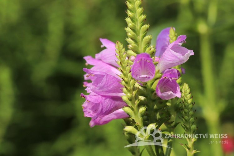 ŘETĚZOVKA RŮŽOVÁ -  PHYSOSTEGIA VIRGINIANA CRYSTAL PEAK  ROSEA