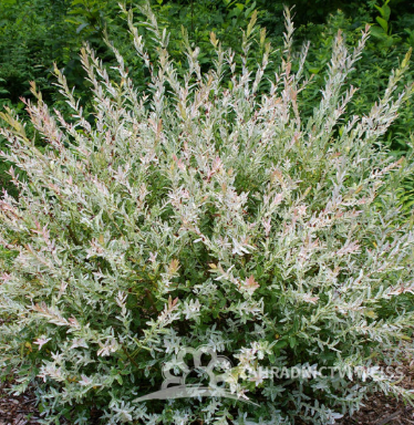 SALIX INTEGRA - HAKURO - NISHIKI