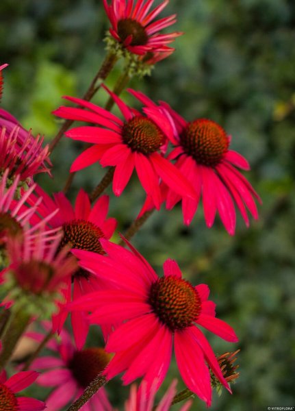ECHINACEA GLOWING DREAM