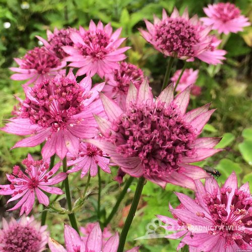 ASTRANTIA MAJOR ROMA – JARMARKA VĚTŠÍ