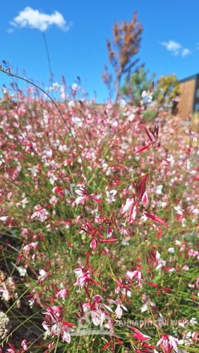 GAURA LIND. ROSY JANE